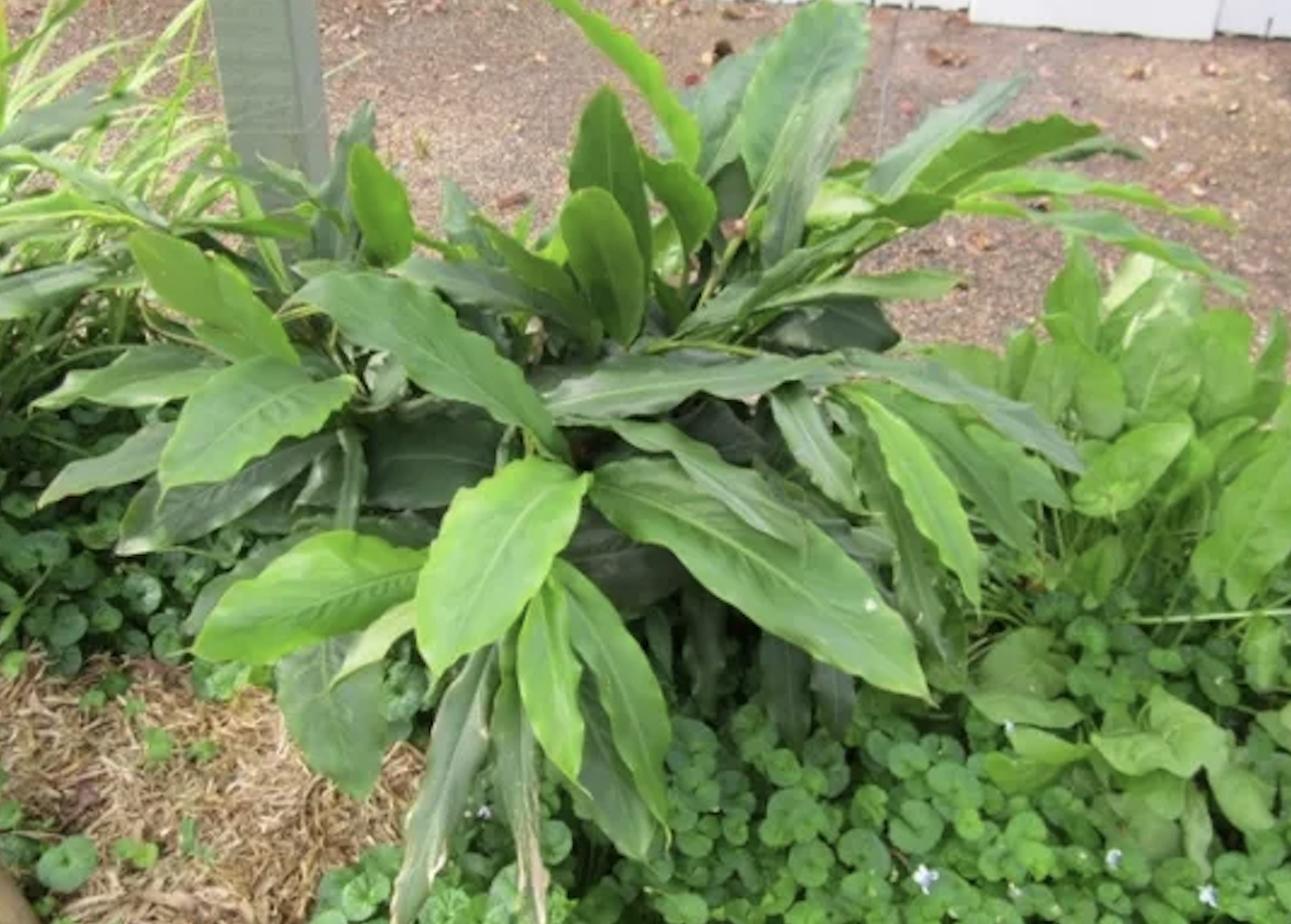 カルダモンの栄養